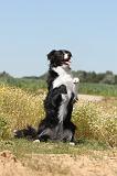 BORDER COLLIE 254